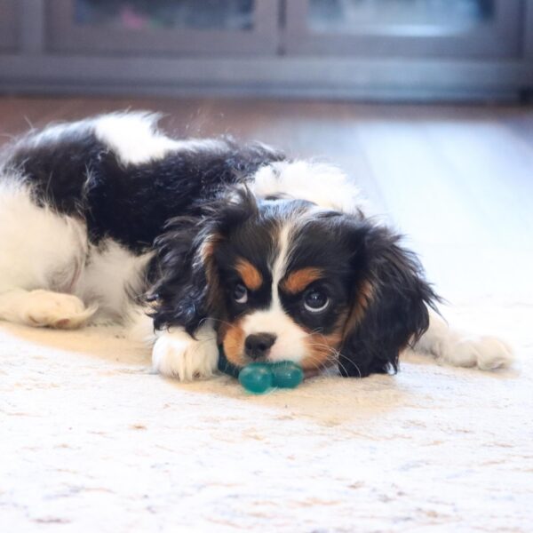 Lil Pals  Antimicrobial Toys