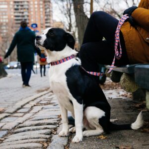 Styles Dog Leash