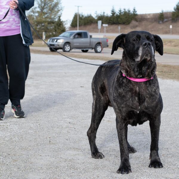 Train Right!  Cotton Web Dog Training Leash