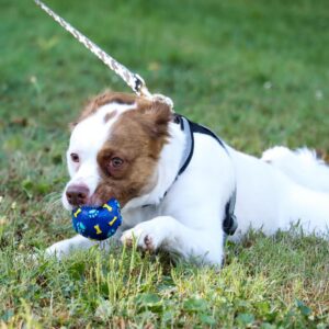 Rascals  2.5" Vinyl Bone Print Ball Dog Toy