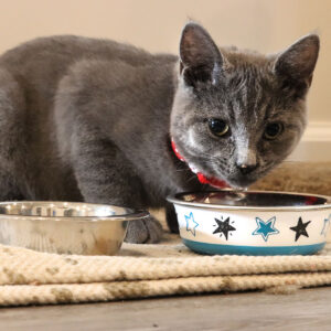 Maslow Design Series Cat Bowls