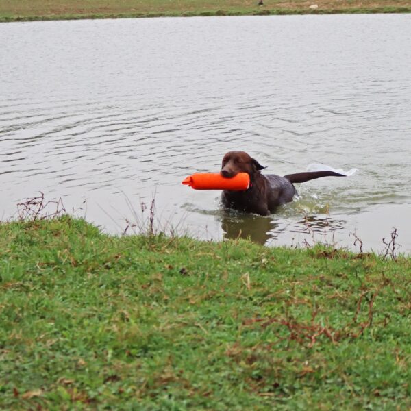 Water & Woods Canvas Dog Training Dummies