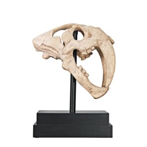 Design Toscano NE100501 7 Inch Saber Tooth Tiger Skull on Museum Mount