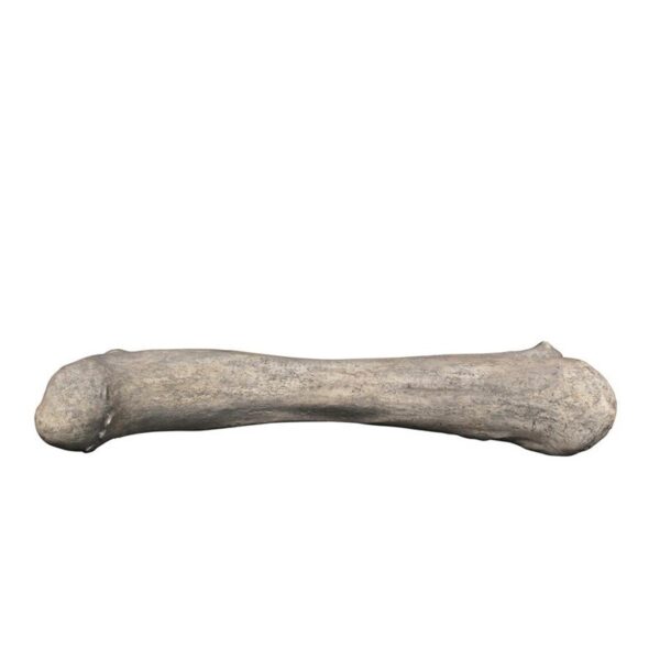 Design Toscano NE140057 68 Inch Apatosaurus Femur Fossil Statue