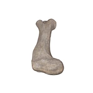 Design Toscano NE140057 68 Inch Apatosaurus Femur Fossil Statue