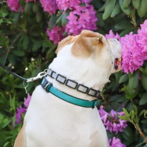 Natural Control Training Collar