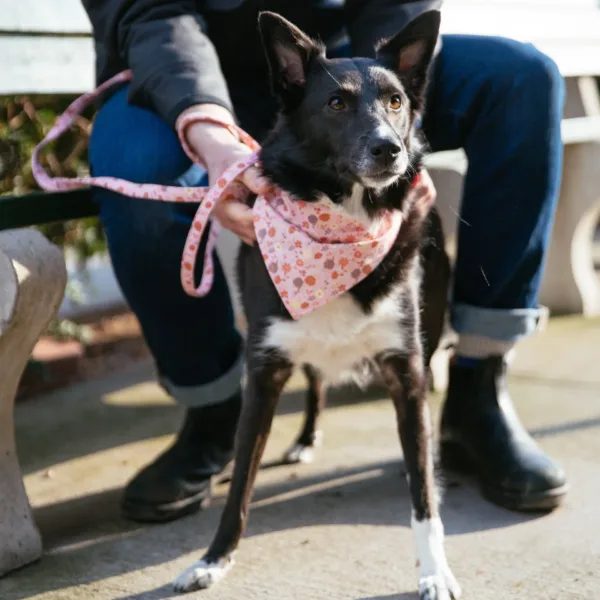 Accent Metallic Dog Collar Embellishment