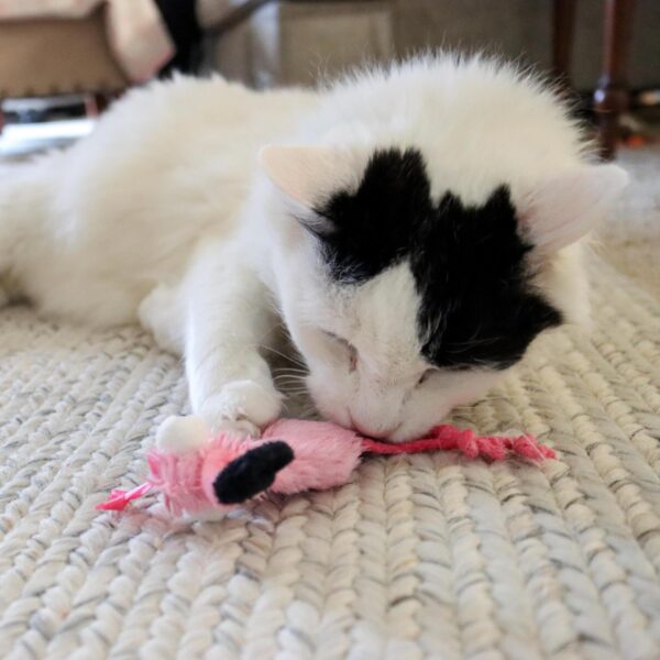 Turbo  by Coastal  Whimsy Cat Toy