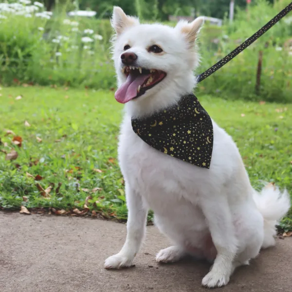 Accent Metallic Over the Collar Dog Bandana