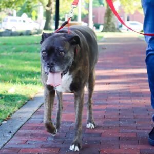 Natural Control Training Collar