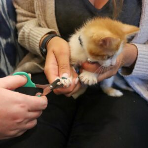 Lil Pals  Kitten Nail Trimmer