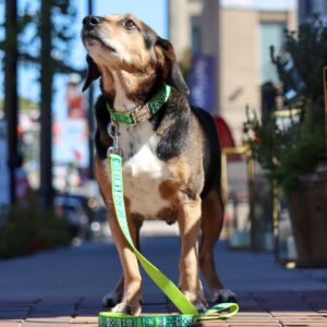 Ribbon Dog Leash