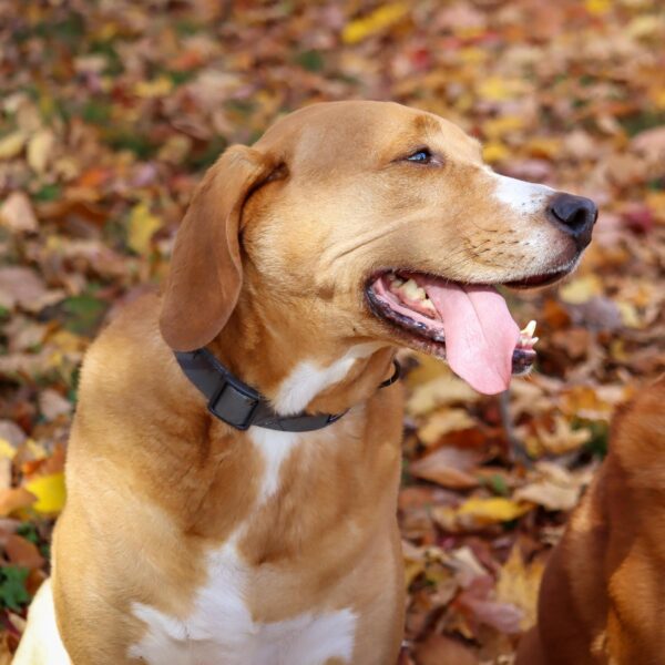 Water & Woods Adjustable Dog Collar