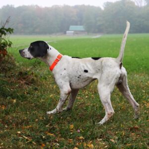 Water & Woods Waterproof Hound Dog Collar with Center Ring