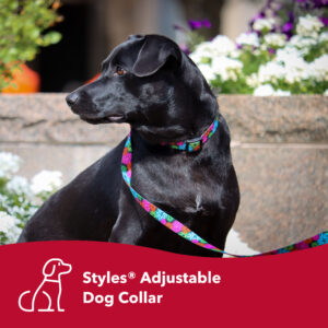 Styles Adjustable Dog Collar