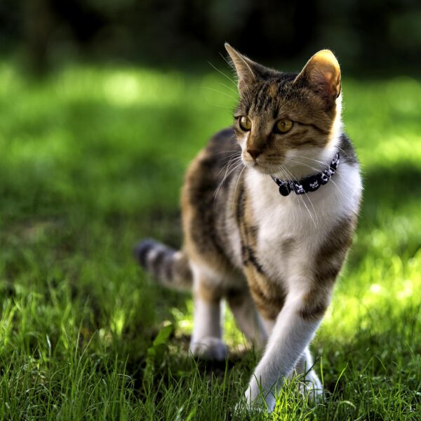 Safe Cat  Fashion Adjustable Breakaway Collar