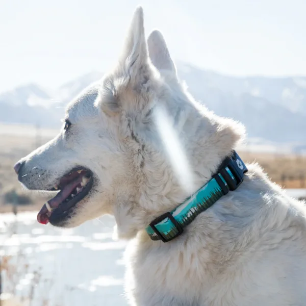 Wolfgang GreatEscape Dog Collar