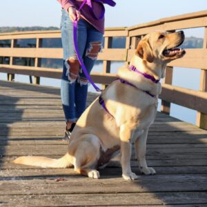 Coastal  Adjustable Dog Collar with Metal Buckle