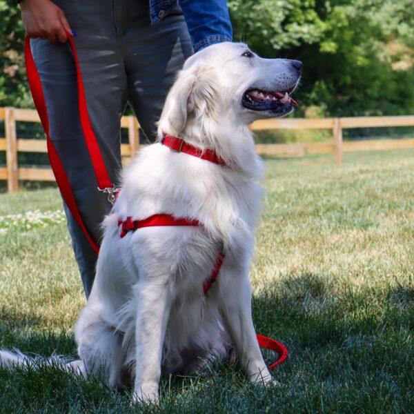 Coastal  Adjustable Dog Collar with Metal Buckle