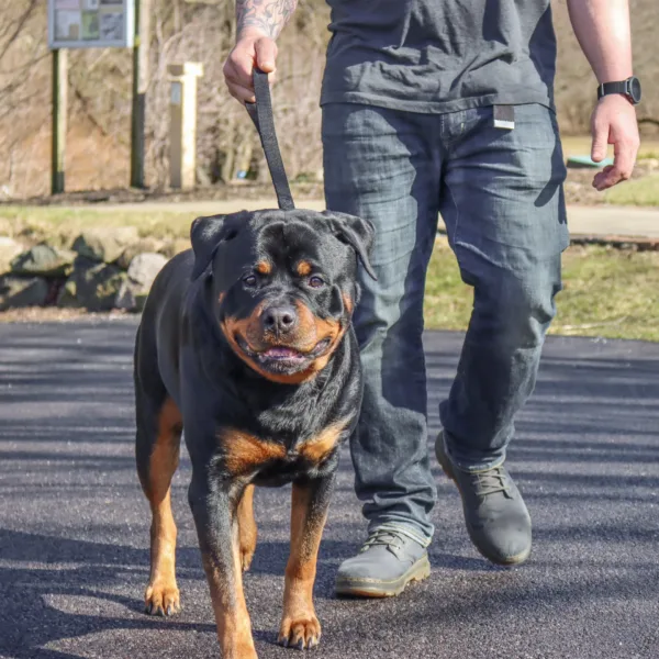 Double-Ply Dog Traffic Leash