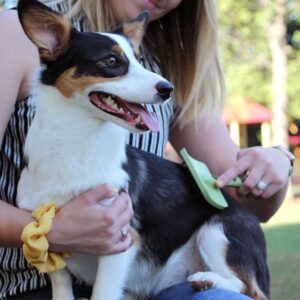 Safari  by Coastal  Dog Massage Brush