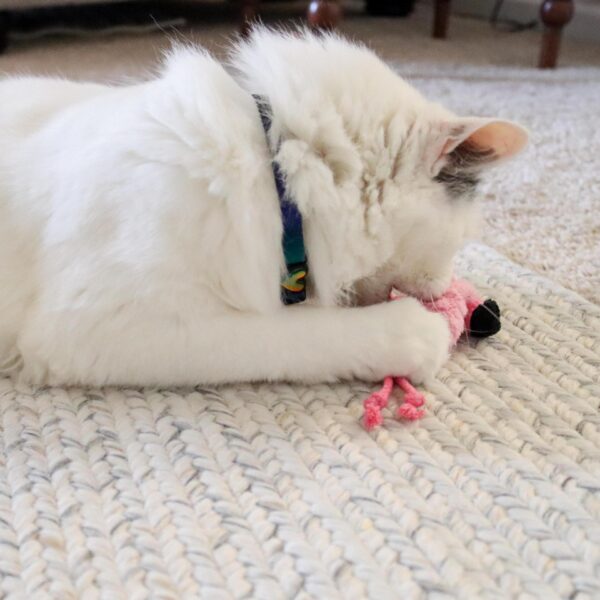 Turbo  by Coastal  Whimsy Cat Toy