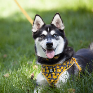 Ribbon Adjustable Dog Collar with Metal Buckle