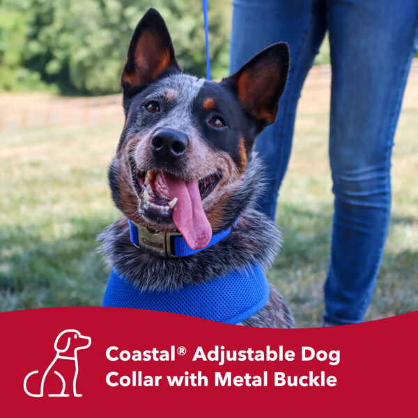 Coastal  Adjustable Dog Collar with Metal Buckle