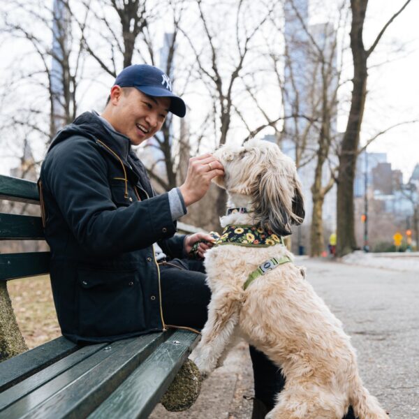 Sublime  Reversible Dog Harness