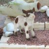 Design Toscano QM23053 12 1/2 Inch Standing Goat Romeo