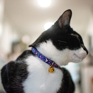 Safe Cat  Fashion Adjustable Breakaway Collar