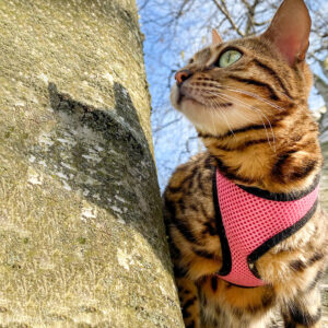 Comfort Soft  Adjustable Cat Harness with 6 Leash