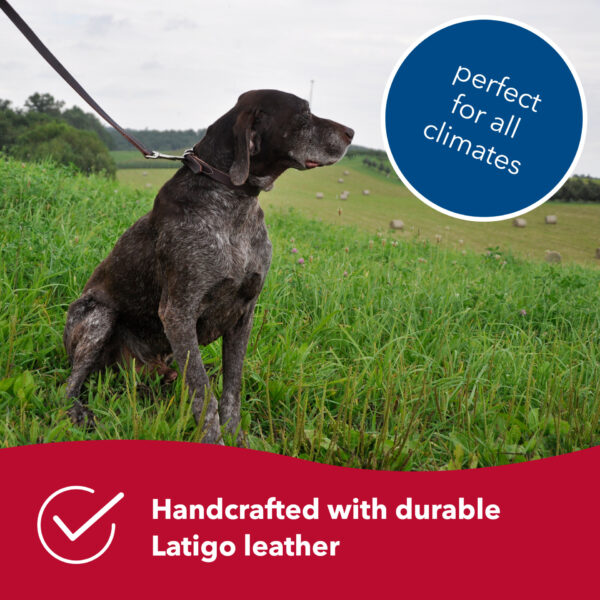 Circle T  Latigo Leather Dog Leash