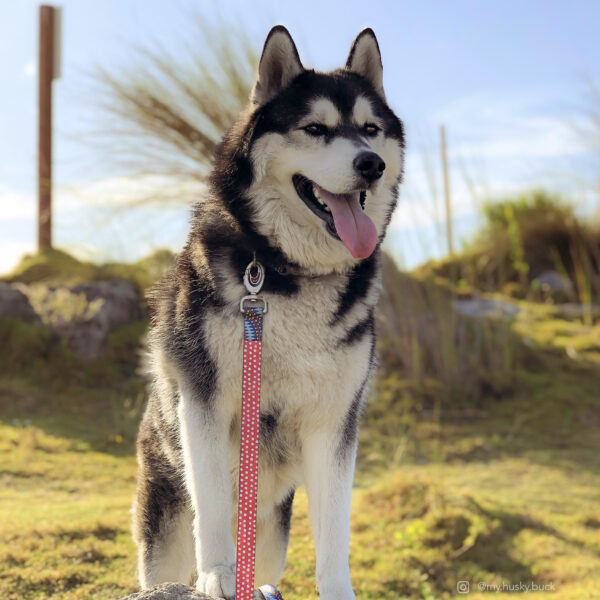 Sublime  Dog Leash