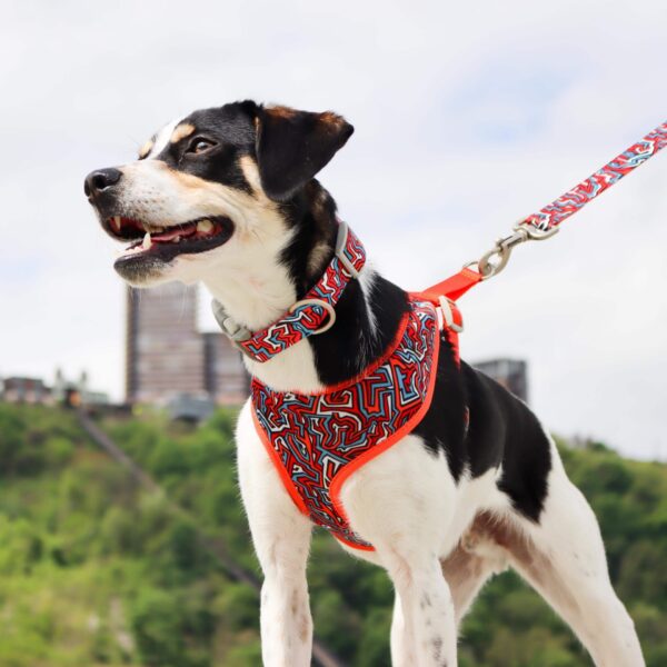 Sublime  Adjustable Dog Collar