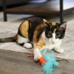 Turbo  Turbo Tail Telescoping Teaser Cat Toy