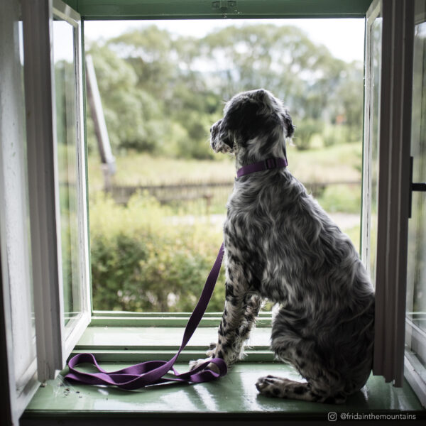 New Earth  Soy Adjustable Dog Collar