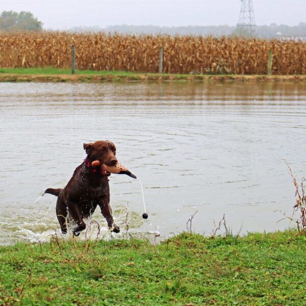 Water & Woods Tethered-Head Foam Fowl Dog Trainer