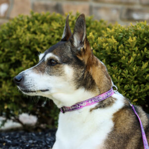 LazerBrite  Patterned Collar