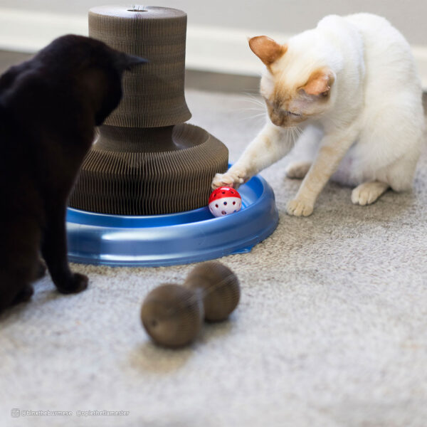 Turbo  Transform It! Cat Toys