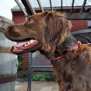 Circle T  Rustic Leather Round Dog Collar