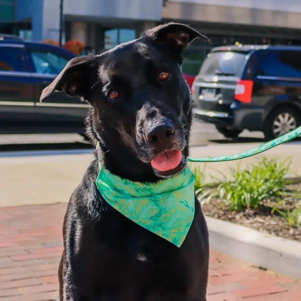 Accent Metallic Over the Collar Dog Bandana