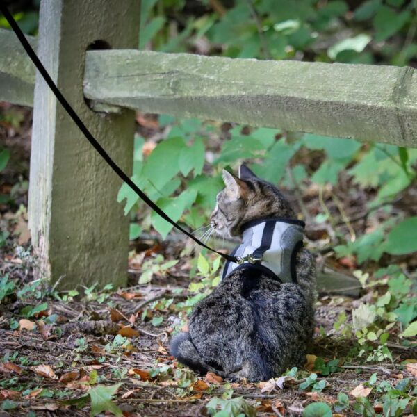 Adjustable Cat Wrap Harness with 6 Leash