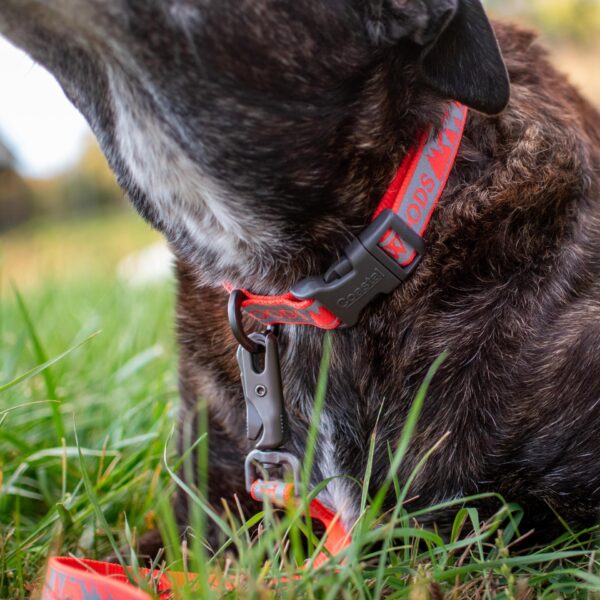 Water & Woods Adjustable Reflective Dog Collar