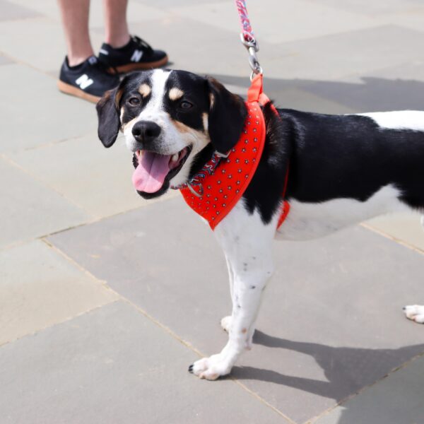 Sublime  Reversible Dog Harness