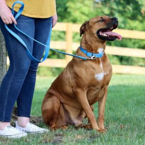 Coastal  Double-Ply Dog Collar