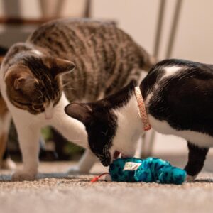 Turbo  Vibrating Cat Toys