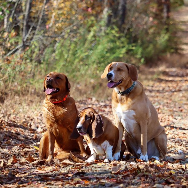 Water & Woods Adjustable Dog Collar