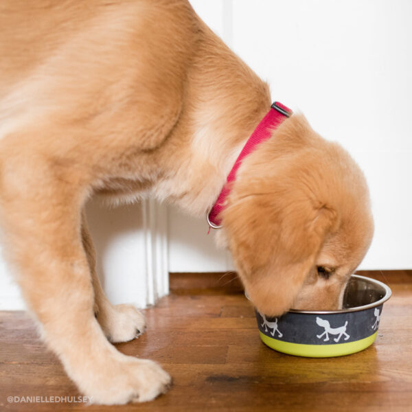 Maslow Design Series Non-Skid Pup Design Dog Bowls