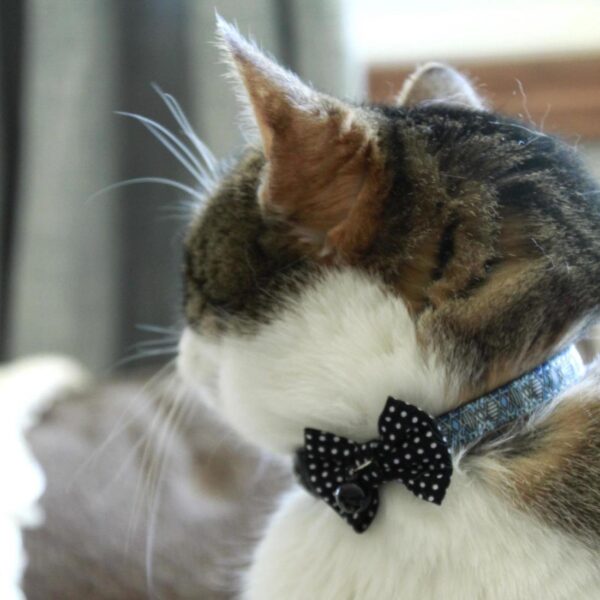 Safe Cat  Embellished Fashion Collar